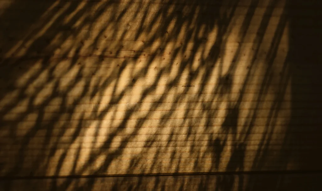 Ombres d’arbres sur mur éclairé au soleil