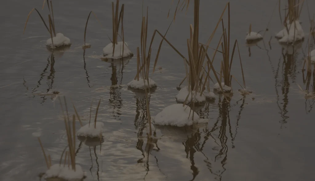 Roseaux enneigés dans l’eau calme d’un marais